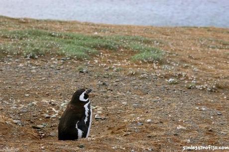 Pingüino que espera