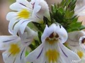 eufrasia, regalo para ojos