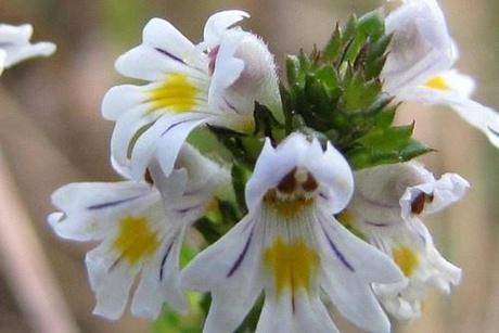 LA EUFRASIA, UN REGALO PARA TUS OJOS