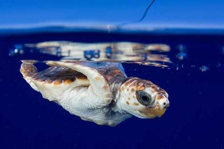 transmisor por satélite en una tortuga marina