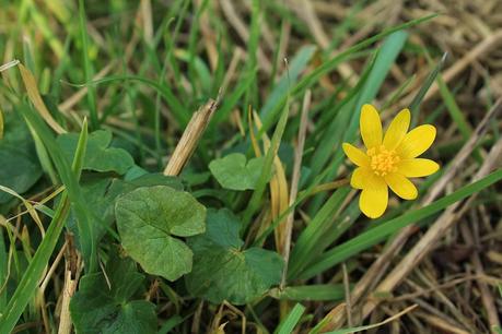 Ranunculus ficaria L.