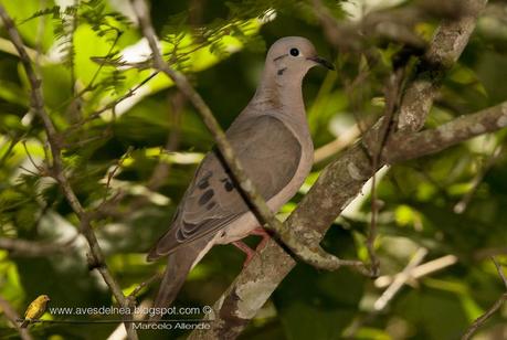 Torcaza común (Eared dove) Zenaida auriculata,