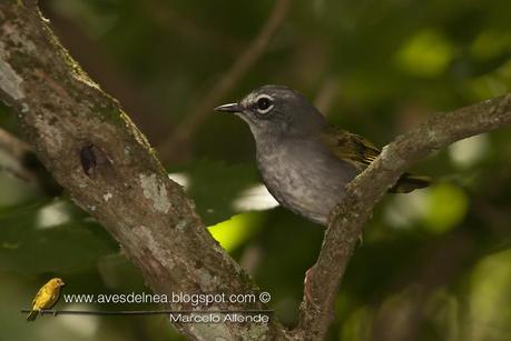 Arañero Silbón (White-rimmed Warbler) Myiothlypis leucoblephara