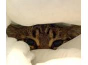 escondites gatos