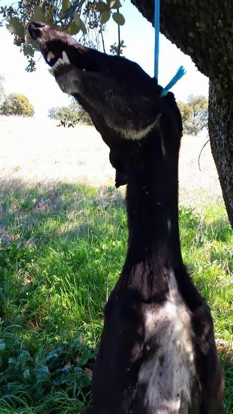 OTRA VICTIMA MÁS DE LA CAZA, ERA UNA HERMOSA GALGA Y LA HAN AHORCADO.