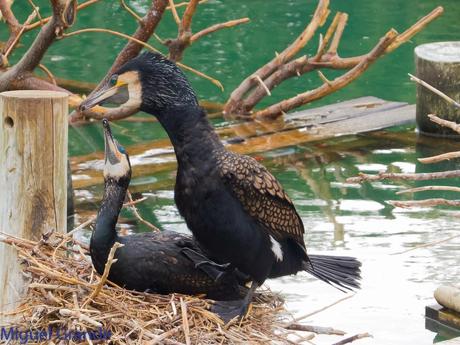 El cormorán grande (Phalacrocorax carbo), también conocid...