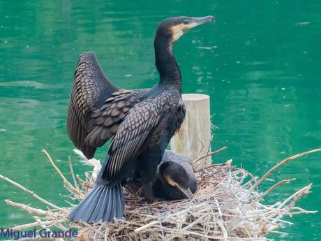 El cormorán grande (Phalacrocorax carbo), también conocid...