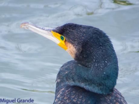 El cormorán grande (Phalacrocorax carbo), también conocid...