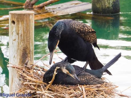 El cormorán grande (Phalacrocorax carbo), también conocid...