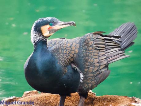 El cormorán grande (Phalacrocorax carbo), también conocid...