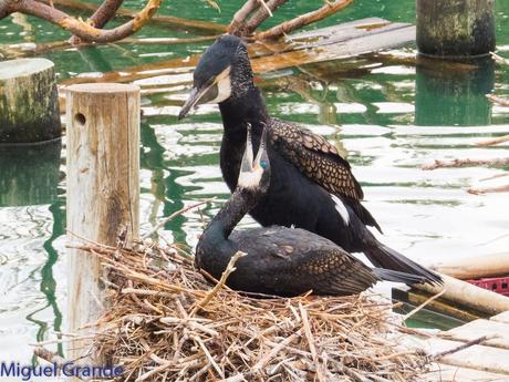 El cormorán grande (Phalacrocorax carbo), también conocid...