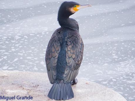El cormorán grande (Phalacrocorax carbo), también conocid...