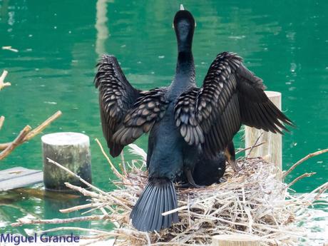 El cormorán grande (Phalacrocorax carbo), también conocid...