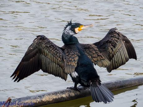 El cormorán grande (Phalacrocorax carbo), también conocid...