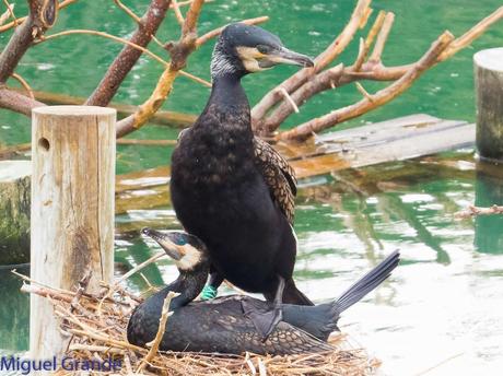 El cormorán grande (Phalacrocorax carbo), también conocid...