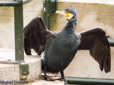 El cormorán grande (Phalacrocorax carbo), también conocid...