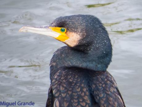 El cormorán grande (Phalacrocorax carbo), también conocid...