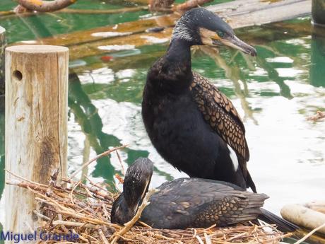 El cormorán grande (Phalacrocorax carbo), también conocid...