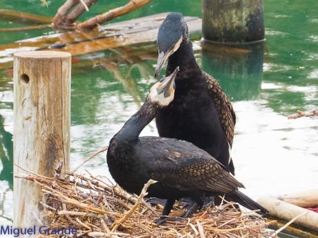 El cormorán grande (Phalacrocorax carbo), también conocid...