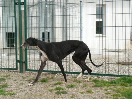 MUY URGENTE!! GALGA EN LA PERRERA DE LOGROÑO.