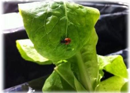 Trabajo práctico: “Realizar un sistema controlador de plagas integrales ecológicas”