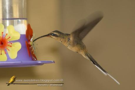 Ermitaño canela (Planalto Hermit) Phaetornis pretrei