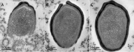 El Asombroso Mundo de los Gigantes Pequeñitos