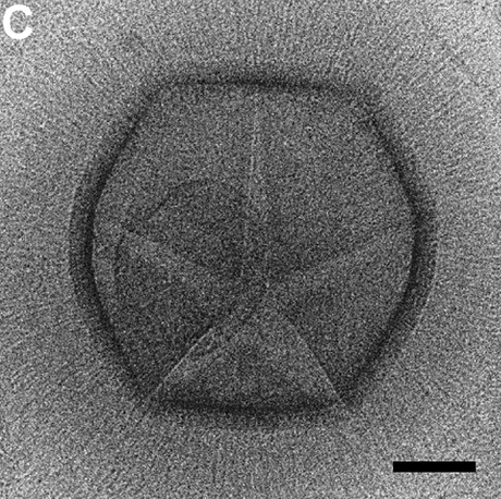 El Asombroso Mundo de los Gigantes Pequeñitos