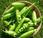guisantes
