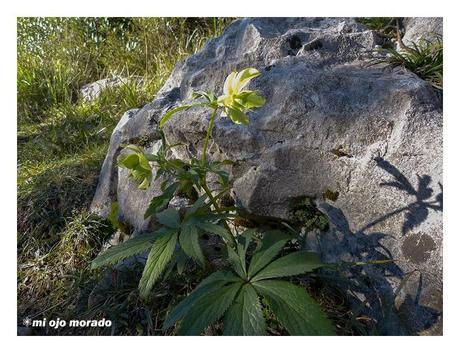 Subida al monte Salpico. Cantabria Subida al monte Salpico. Cantabria