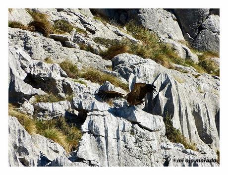 Subida al monte Salpico. Cantabria Subida al monte Salpico. Cantabria