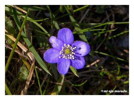 Subida al monte Salpico. Cantabria Subida al monte Salpico. Cantabria