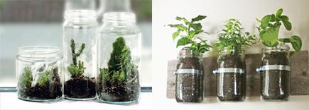 Reciclar vidrio: macetas plantas| ConTuFamilia