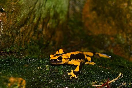 Las salamandras y el fuego: mitos, leyendas sobre un animal inofensivo