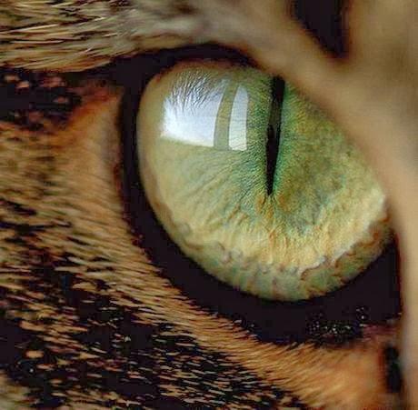 Experiencia tras experiencia o el exceso de luz