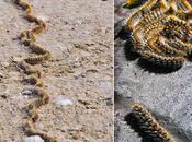 Oruga Procesionaria