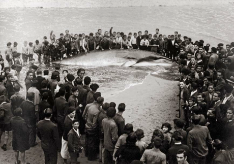 Ballena1933