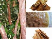 canela beneficios contradicciones