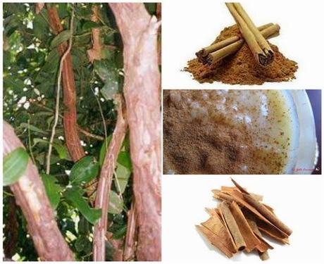 LA CANELA BENEFICIOS Y CONTRADICCIONES
