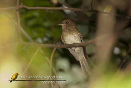 Mosqueta parda (Euler´s Flycatcher) Lathroticcus euleri