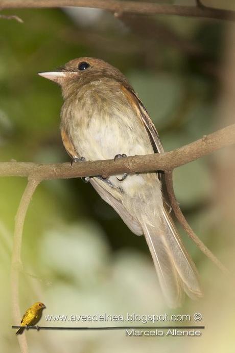Mosqueta parda (Euler´s Flycatcher) Lathroticcus euleri