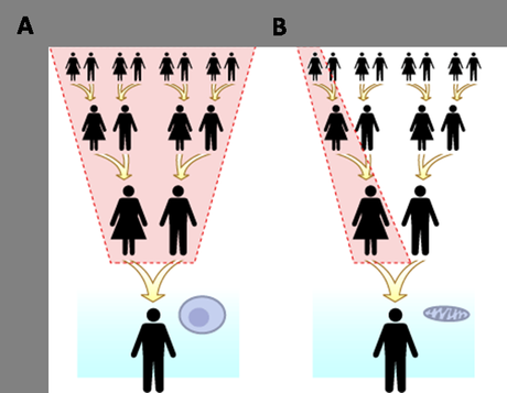 El ADN mitocondrial se hereda de un único linaje. Tomado de  University of California Museum of Paleontology's Understanding 