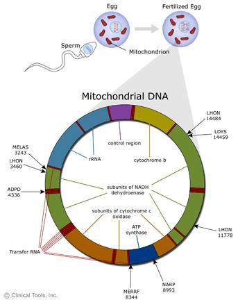 ADN motocondrial