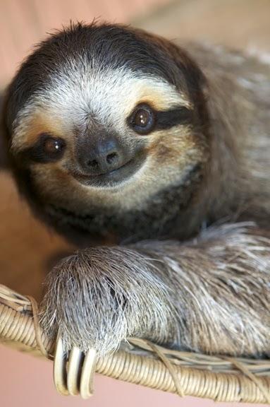 Mi animal preferido, el perezoso / Mi favourite animal, the sloth