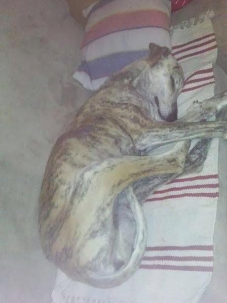 BELINDA EN ADOPCIÓN. (ZARAGOZA)