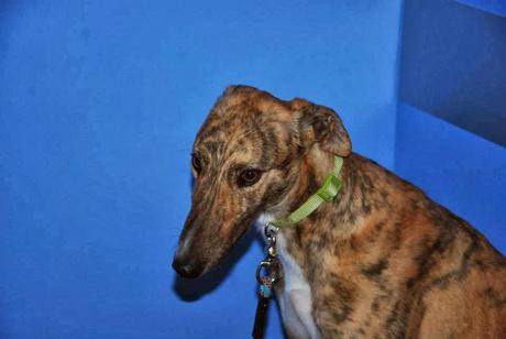 BOSCOSO EN ADOPCIÓN. (ZARAGOZA)