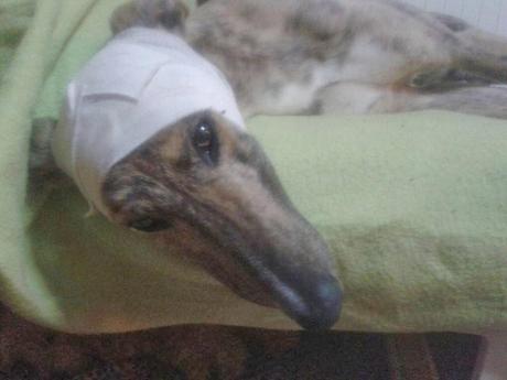 BOSCOSO EN ADOPCIÓN. (ZARAGOZA)