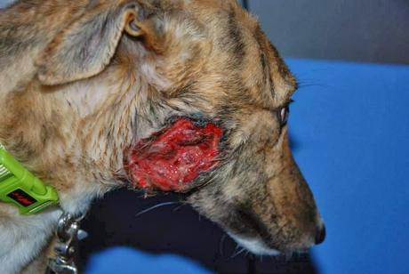 BOSCOSO EN ADOPCIÓN. (ZARAGOZA)