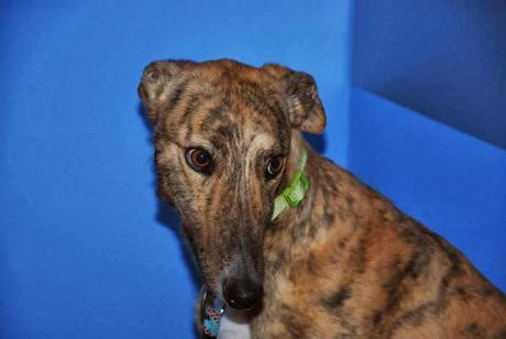 BOSCOSO EN ADOPCIÓN. (ZARAGOZA)