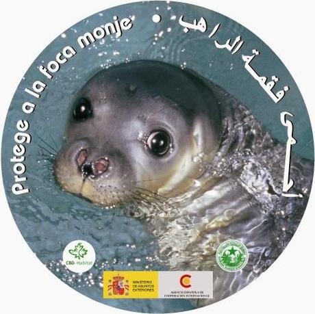 El incierto destino de las últimas focas mediterráneas